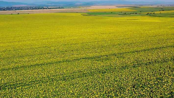 식물 구름 계절 꽃 백그라운드 밭 농업 자연 하늘 해바라기 안테나 옥수수 씨앗 풍경 초원 사람없음 초록색 여름 농작물 농장 농경지 마을 환경 맑음 활발 수확 성장 벚꽃 시골 개화 황금 정상 땅 동쪽 내추럴 드론 밭일 4K MP4 해외동영상 클립영상 자연요소 산업 컬러 컨셉 통신 날씨 곡류 방향 생태계 동영상 파일형식