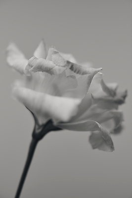 포토 JPG 스튜디오촬영 라이프스타일 꽃 백그라운드 컨셉 흑백 근접촬영 사람없음 고급 오브젝트 감성 국내포토 식물 뷰포인트 촬영기법 실내 생활 파일형식