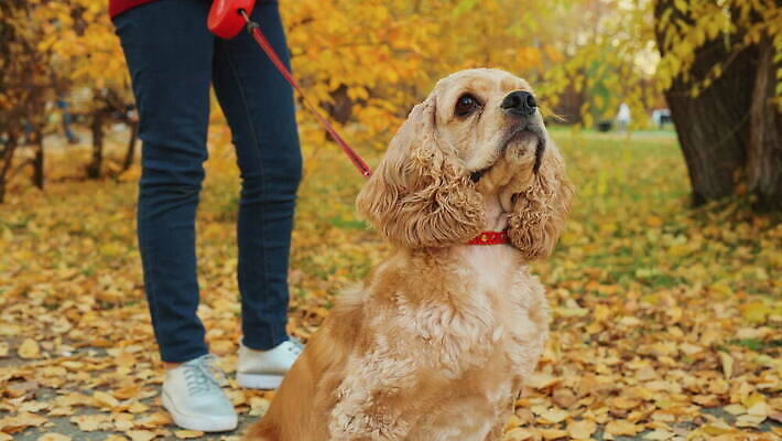 동물 응시 공원 포즈 잎 관계 자연 함께함 한명 서기 앉기 야외 반려동물 노란색 걷기 환경 우정 산책 스패니얼 도시 황금 개 리트리버 강아지 테리어 솜털 주인 기르기 동반자 유래 총구 4K 순혈 MOV 해외동영상 클립영상 식물 1 시선 공공시설 컬러 컨셉 포유류 모션 휴식 사람 친구 생태계 동영상 돌봄 파일형식