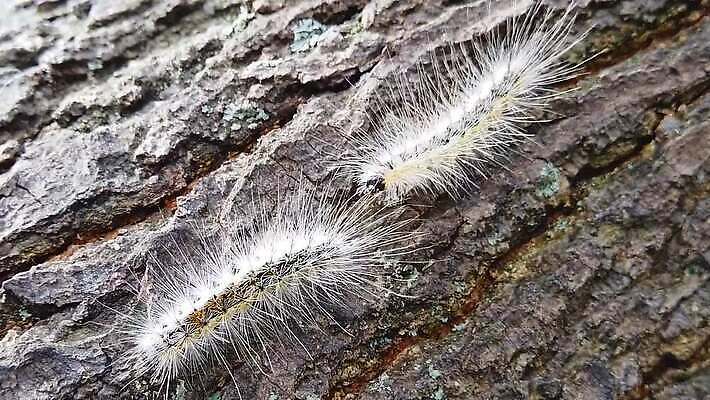 나무 동물 계절 곤충 신체 모션 자연 사람없음 목재 걷기 환경 웹 산책 가을 닫기 해충 벌레 관목 나무껍질 애벌레 느림 나방 기어가기 블러효과 MP4 해외동영상 클립영상 식물 인터넷 재료 휴식 껍질 생태계 동영상 블러 파일형식 효과