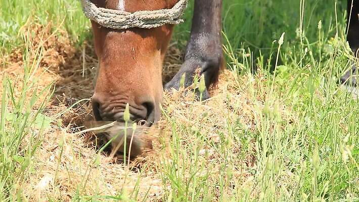 동물 밭 농업 포유류 자연 사람없음 가로 초록색 농장 갈색 맑음 가축 봄 목장 방목 먹기 방목장 수유 MOV 해외동영상 클립영상 계절 산업 컬러 모션 날씨 축산업 생태계 동영상 파일형식