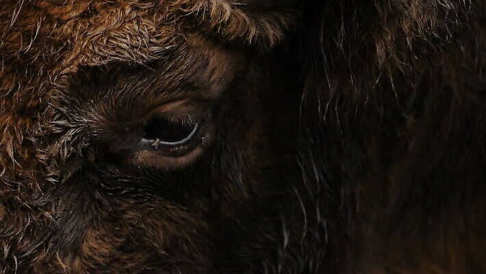 동물 1 남자 얼굴 야생동물 포유류 자연 털 뿔 성인 사람없음 야외 옆모습 갈색 머리 힘 소고기 닫기 큼 들소 황소 슛 전국 깜빡이다 MOV 해외동영상 클립영상 뷰포인트 컬러 모션 육류 사람 신체부위 소 크기 생태계 동영상 파일형식