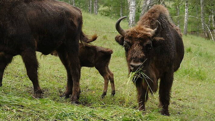 동물 1 야생동물 포유류 가족 자연 엄마 털 뿔 초원 성인 사람없음 초록색 여름 갈색 계곡 신선 소 숲 큼 방목 들소 먹기 내추럴 송아지 전국 찰과상 MOV 해외동영상 클립영상 계절 새끼 컬러 관계 모션 사람 축산업 상처 크기 생태계 동영상 파일형식