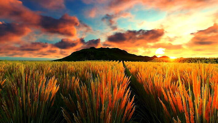 식물 계절 백그라운드 밭 농업 자연 하늘 사람없음 야외 초록색 파란색 햇빛 태양 환경 맑음 일몰 봄 시골 신선 시간 고독 땅 언덕 싱글 장면 활기 애니메이션 내추럴 생태학 수평선 타임랩스 MOV 해외동영상 클립영상 자연요소 교육 감정 산업 컬러 컨셉 날씨 촬영기법 노을 생태계 동영상 파일형식