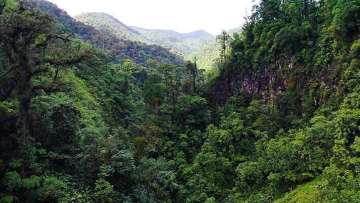 나무 공원 자연 안테나 국립공원 사람없음 야외 초록색 환경 계곡 침묵 놀람 다양 황무지 숲 열대우림 생태계 장면 동영상 항공촬영 드론 코스타리카 파라다이스 4K MOV 해외동영상 클립영상 식물 공공시설 감정 뷰포인트 컬러 다수 통신 표정 소리 중앙아메리카 파일형식