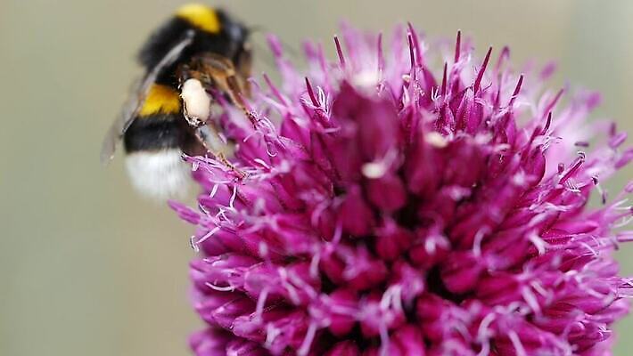 식물 동물 꽃 야생동물 음식 분홍색 곤충 날개 모션 자연 사람없음 여름 컬러풀 보라색 봄 모임 벚꽃 작업 닫기 수분 벌 묘사 생태계 바쁨 꽃가루 꿀 꽃수술 호박벌 MP4 해외동영상 클립영상 계절 컬러 벌_곤충 가루 동영상 파일형식