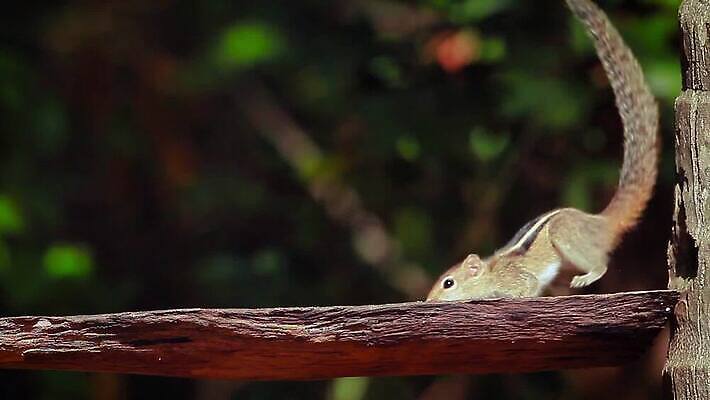 동물 아시아 야생동물 2 포유류 태국 자연 놀이 국립공원 사람없음 달리기 황무지 보호 작음 사파리 다람쥐 스리랑카 MOV 해외동영상 클립영상 공원 나라 컨셉 모션 설치류 크기 생태계 동영상 파일형식