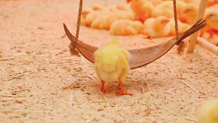 동물 조각 백그라운드 모션 놀이 조류 휴식 디저트 부활절 함께함 병아리 사람없음 목재 장식 빨간색 울타리 달리기 농장 노란색 파티 점프 봄 흰색 시골 램프 신생아 닫기 작음 먹이 먹기 깃털 그네 유기농 방목장 설치 적외선 톱밥 4K MP4 해외동영상 클립영상 나무 웰빙 계절 기념일 음식 컬러 컨셉 농업 재료 조명 이벤트 담장 아기 크기 가루 동영상 파일형식