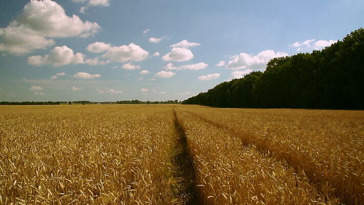 식물 계절 백그라운드 밭 농업 모션 자연 아침 씨앗 풍경 사람없음 야외 여름 햇빛 태양 농장 농경지 노란색 일출 환경 맑음 일몰 봄 수확 성장 가을 전원 시골 황금 땅 밀 언덕 밀짚 숙성 작살 수평선 MOV 해외동영상 클립영상 주간 자연요소 산업 컬러 날씨 곡류 노을 짚 전기에너지 생태계 동영상 파일형식