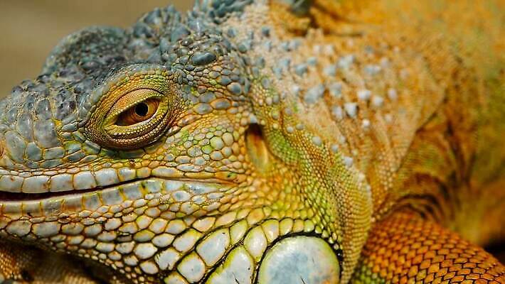 나무 동물 척추동물 1 응시 얼굴 야생동물 컬러 포즈 백그라운드 신체 파충류 자연 저울 사람없음 야외 초록색 여름 반려동물 컬러풀 태양 머리 환경 미국 활발 용 피부 묘사 싱글 도마뱀 육식동물 이구아나 스파이크 고립 동물상 이국적 오싹 MOV 해외동영상 클립영상 자연요소 식물 시선 계절 컨셉 북아메리카 신체부위 조형물 생태계 동영상 파일형식