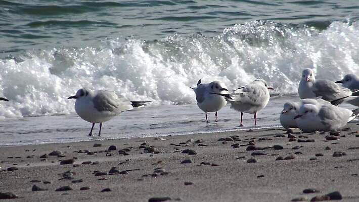 동물 계절 호수 야생동물 바다 백그라운드 겨울 자연 갈매기 조류 어류 해변 사람없음 야외 물 파란색 검은색 봄 흰색 청어 4K MP4 해외동영상 클립영상 자연요소 컬러 수중동물 생태계 동영상 파일형식