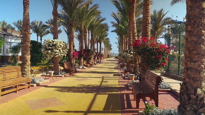 공원 길 바다 여행 벤치 자연 하늘 호텔 휴가 이집트 손바닥 풍경 해변 사람없음 여름 야자수 햇빛 태양 여행객 마을 정원 맑음 개화 보행자 고급 지중해 휴양지 영토 지역 타운 랜드마크 발칸반도 파라다이스 4K MOV 해외동영상 클립영상 자연요소 나무 손 계절 공공시설 꽃 컨셉 의자 아프리카 숙소 날씨 사람 장소 도시 생태계 동영상 파일형식