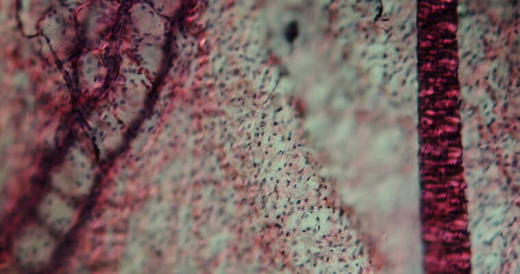 과학 이동 세포 사람없음 빨간색 파란색 약 시험 성장 조직 혈액 확대 쥐 부드러움 지원 4K 현미경관찰 MOV 해외동영상 클립영상 교육 컬러 컨셉 의학 관찰 감각 설치류 동영상 파일형식