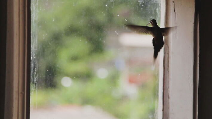 주간 동물 손 안경 야생동물 컨셉 날개 모션 자연 조류 추상 사람없음 빛 컬러풀 환경 슬픔 닫기 작음 필름 깃털 속도 동영상 동물상 벌새 이국적 HD MOV 해외동영상 클립영상 자연요소 잡화 감정 컬러 무늬 신체부위 조형물 크기 생태계 파일형식