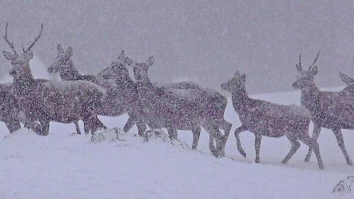 동물 공원 여자 야생동물 백그라운드 겨울 밭 포유류 자연 아침 뿔 풍경 초원 사람없음 빨간색 얼음 추위 흰색 신생아 그룹 황무지 군중 언덕 서리 폭풍 눈보라 산악지대 아기사슴 암사슴 엘크 사이프러스 MP4 해외동영상 클립영상 주간 자연요소 나무 계절 공공시설 새끼 컬러 농업 날씨 사슴 산 눈_날씨 사람 아기 암컷 생태계 동영상 파일형식