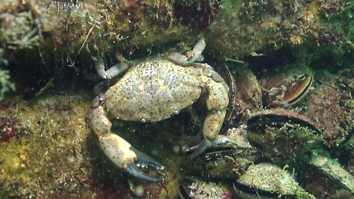 동물 야생동물 모래 바다 절지류 자연 생물 무척추동물 갑각류 풍경 사람없음 환경 바닷속 수중 게 가재 지중해 해산물 생태계 발톱 생태학 소금물 식용 집게발 4K 수중영상 MP4 해외동영상 클립영상 교육 발 동영상 파일형식