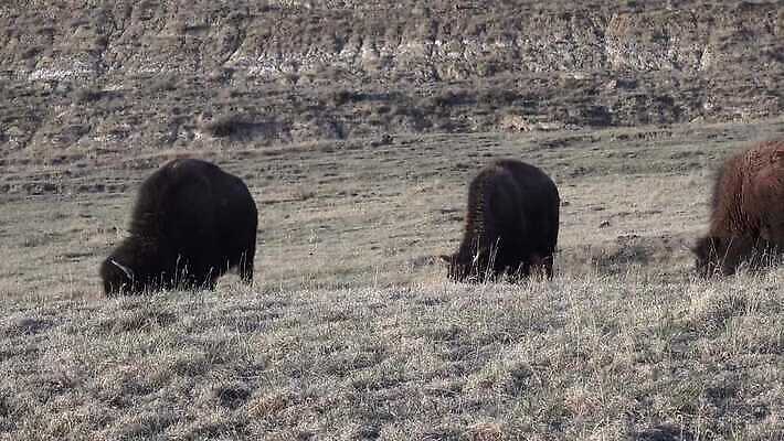 동물 공원 남자 야생동물 포유류 자연 털 사람없음 갈색 계곡 미국 군중 방목 들소 황소 짝짓기 와이오밍 전국 4K MP4 해외동영상 클립영상 공공시설 컬러 북아메리카 사람 소 축산업 생태계 동영상 파일형식