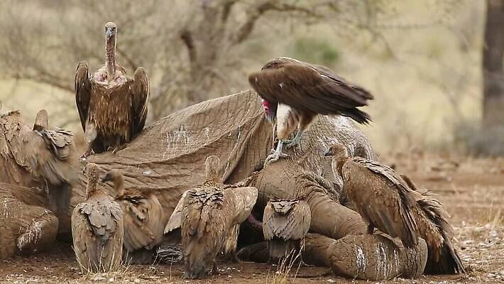 날개 모션 아프리카 자연 조류 코끼리 사람없음 야외 경쟁 클립 부리 동영상 남쪽 내추럴 경보 공격적 남아프리카 수유 썩음 생존 HD 크루거 MOV 해외동영상 클립영상 동물 나라 컨셉 포유류 방향 생태계 남아프리카공화국 파일형식