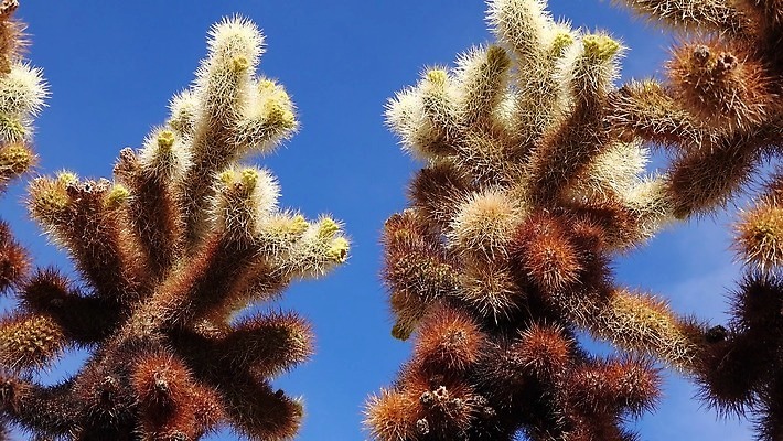 나무 공원 꽃 백그라운드 자연 선인장 건조 국립공원 풍경 사람없음 컬러풀 노란색 정원 미국 뜨거움 개화 가시 생태계 캘리포니아 지역 애리조나 전국 4K MP4 해외동영상 클립영상 식물 공공시설 컬러 북아메리카 동영상 파일형식