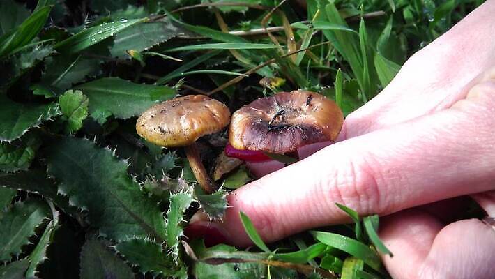 나무 식물 음식 백그라운드 자연 사람없음 목재 갈색 버섯 흰색 정상 숲 유기농 내추럴 고립 곰팡이 그물버섯 번 식용 채식주의자 페니 4K MP4 해외동영상 클립영상 웰빙 빵 컬러 재료 동전 생태계 채식 동영상 파일형식