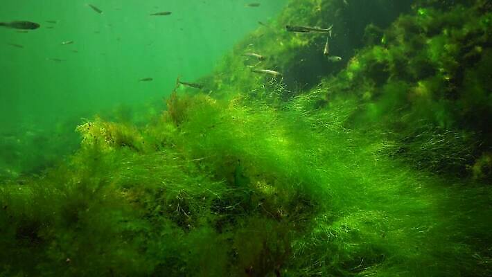식물 바다 자연 사람없음 초록색 환경 바닷속 수중 해조류 생태계 광합성 산화 생태학 소금물 4K 수중영상 MP4 해외동영상 클립영상 교육 컬러 해양식물 동영상 파일형식
