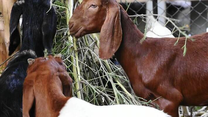 모양 동물 산업 음식 잎 밭 포유류 자연 추상 염소 털 안전 초원 사람없음 목재 물 울타리 농장 금속 정원 나뭇가지 경계선 시골 신선 그물 보호 방목 모피 먹기 철 보안 철사 새장 망사 밭일 수유 철강 국경 MP4 해외동영상 클립영상 자연요소 나무 식물 선 컨셉 무늬 농업 재료 모션 재질 담장 직물 축산업 경계 생태계 동영상 케이지 파일형식