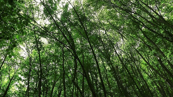 나무 식물 공원 잎 자연 하늘 사람없음 야외 초록색 빛 햇빛 태양 환경 봄 활발 성장 나뭇가지 숲 큼 아래 나무껍질 삼나무 4K MP4 해외동영상 클립영상 자연요소 계절 공공시설 컬러 컨셉 껍질 크기 방향 생태계 위치 동영상 파일형식