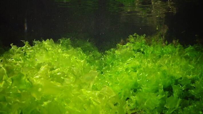 식물 바다 사람없음 초록색 환경 바닷속 수중 해조류 지중해 생태계 생물학 생태학 소금물 4K 수중영상 MP4 해외동영상 클립영상 교육 컬러 해양식물 동영상 파일형식