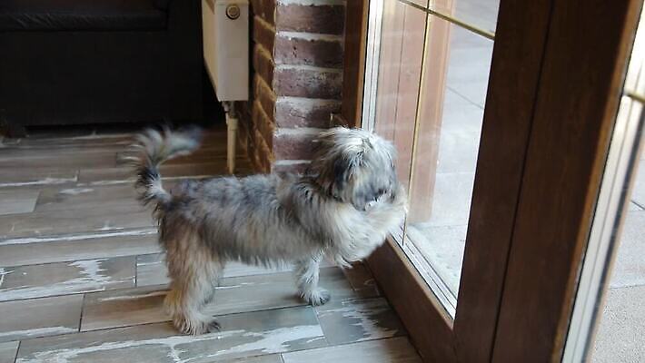 동물 한마리 응시 얼굴 창문 포유류 주택 실내 사랑 앉기 사람없음 반려동물 갈색 믿음 희망 우정 꿈 환자 흰색 관찰 기다림 개 강아지 보호 작음 테리어 손목시계 호기심 주인 송곳니 기르기 미안 복종 유래 충실 혼자 MOV 해외동영상 클립영상 1 시선 감정 시계 컬러 컨셉 장신구 의학 모션 내부 건물 신체부위 친구 치아 사죄 크기 동영상 돌봄 파일형식