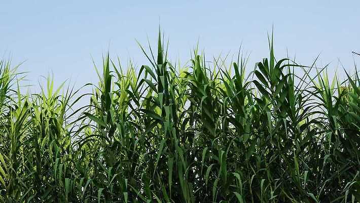 식물 산업 줄기 백그라운드 밭 농업 자연 지팡이 사람없음 초록색 농작물 농장 농경지 환경 농사 에너지 수확 성장 시골 농부 땅 설탕 에코 연료 내추럴 바이오 밭일 생태학 줄서기 사탕수수 4K MP4 해외동영상 클립영상 직업 교육 컬러 모션 생태계 동영상 파일형식