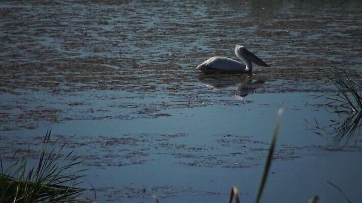 동물 호수 야생동물 바다 백그라운드 날개 아프리카 자연 조류 하늘 종류 사람없음 물 여름 파란색 갈색 흰색 큼 펠리컨 깃털 부리 동쪽 석호 다뉴브강 동물상 4K MP4 해외동영상 클립영상 자연요소 계절 나라 컬러 조형물 크기 방향 생태계 동영상 파일형식