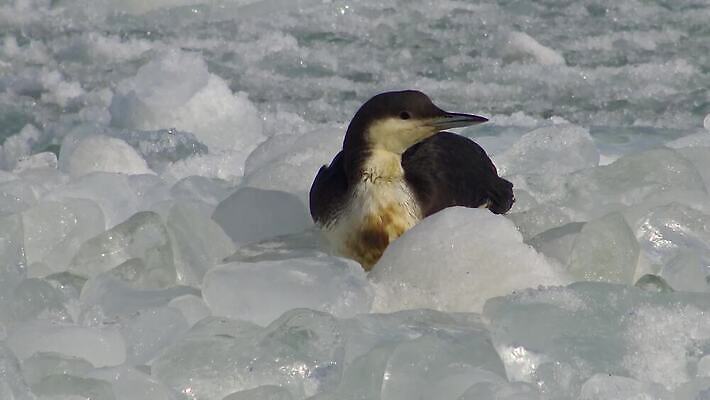 동물 유럽 호수 야생동물 바다 백그라운드 겨울 날개 자연 갈매기 조류 사람없음 초록색 물 여름 얼음 검은색 추위 흰색 잠수부 북극 깃털 부리 청어 4K MP4 해외동영상 클립영상 자연요소 계절 나라 컬러 어류 전문직 극지방 생태계 동영상 파일형식