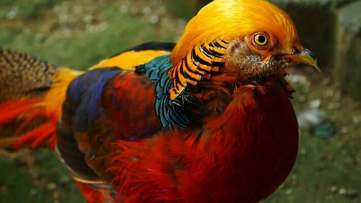 동물 드레스 남자 야생동물 컬러 백그라운드 오렌지 자연 조류 사람없음 야외 빨간색 초록색 파란색 컬러풀 노란색 머리 걷기 중국 흰색 황금 고급 우아함 닫기 깃털 묘사 질감 꼬리 부리 꿩 봉황 웅장함 이국적 MOV 해외동영상 클립영상 옷 아시아 컨셉 과일 모션 사람 신체부위 생태계 동영상 파일형식