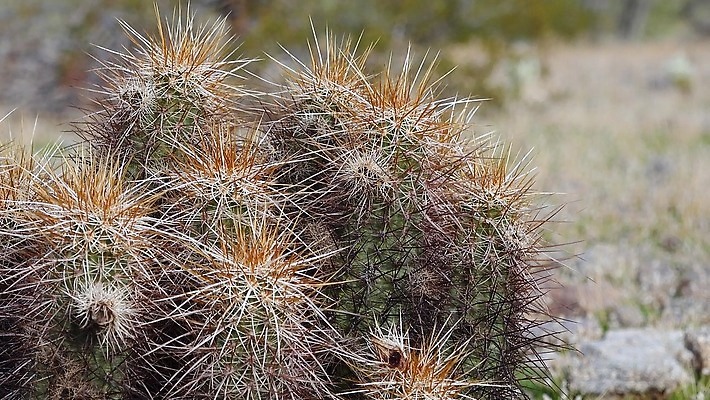 식물 꽃 분홍색 백그라운드 꽃무늬 과일 자연 날씨 선인장 건조 사람없음 초록색 파란색 컬러풀 보라색 사막 뜨거움 가시 냄비 척추 내추럴 다육식물 4K MP4 해외동영상 클립영상 컬러 무늬 뼈 솥 생태계 동영상 파일형식