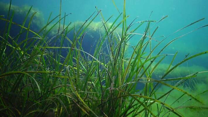 식물 바다 자연 사람없음 초록색 환경 바닷속 수중 해조류 생태계 광합성 산화 생태학 소금물 4K 수중영상 MP4 해외동영상 클립영상 교육 컬러 해양식물 동영상 파일형식