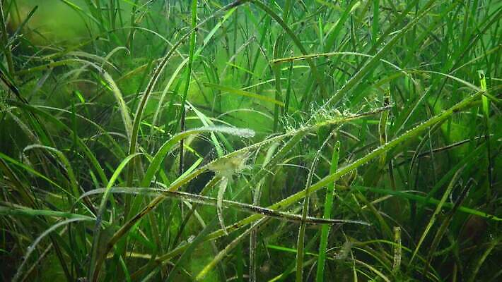 식물 바다 자연 사람없음 초록색 환경 바닷속 수중 해조류 생태계 광합성 산화 생태학 소금물 4K 수중영상 MP4 해외동영상 클립영상 교육 컬러 해양식물 동영상 파일형식