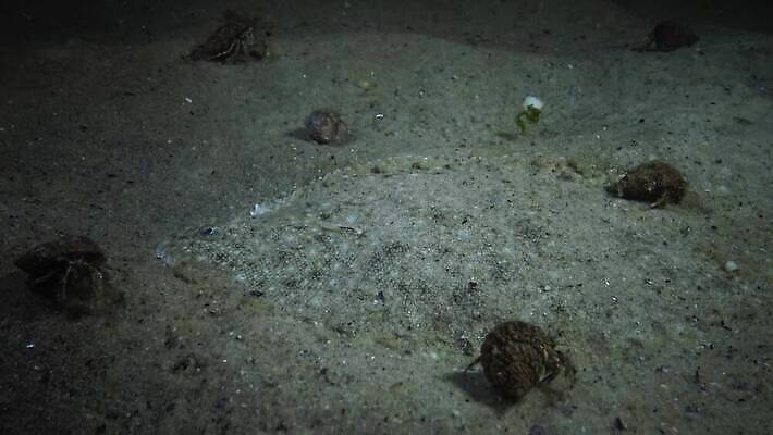 동물 야생동물 모래 스포츠 바다 자연 낚시 어류 사람없음 물 모래사장 환경 수중 지중해 낚시꾼 변장 대서양 동물상 땅파기 4K MP4 해외동영상 클립영상 자연요소 레저 조형물 수중동물 생태계 동영상 파일형식