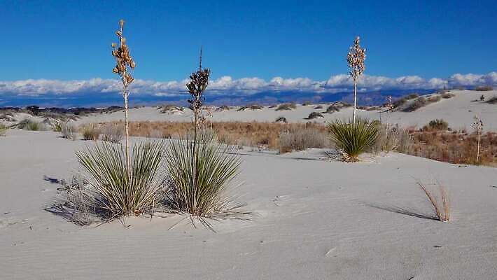 식물 공원 모래 조각 여행 가이드 자연 하늘 새로움 건조 풍경 사람없음 파란색 모래사장 미국 일몰 사막 흰색 역사 모래언덕 언덕 질감 치와와 기념물 천연기념물 내추럴 뉴멕시코 잔물결 전국 지질학 4K MP4 해외동영상 클립영상 직업 공공시설 교육 물결 바다 컬러 컨셉 북아메리카 노을 개 생태계 동영상 파일형식