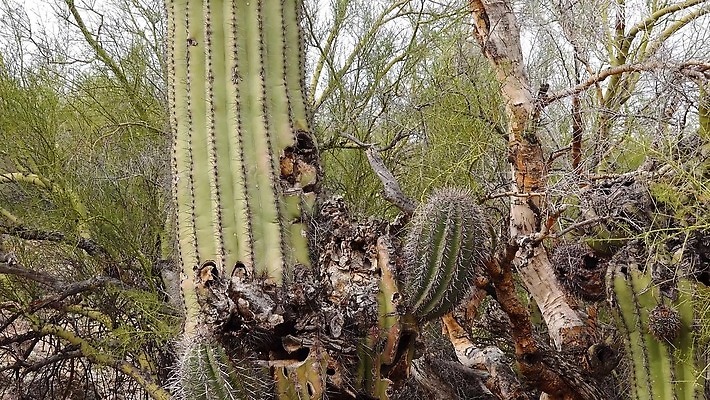 식물 공원 꽃 분홍색 백그라운드 자연 하늘 날씨 산 선인장 건조 통 사람없음 초록색 파란색 미국 봄 새벽 사막 뜨거움 가시 황무지 냄비 큼 아래 척추 각도 암초 애리조나 다육식물 전국 4K MP4 해외동영상 클립영상 자연요소 계절 공공시설 컬러 북아메리카 뼈 솥 크기 방향 생태계 위치 동영상 파일형식