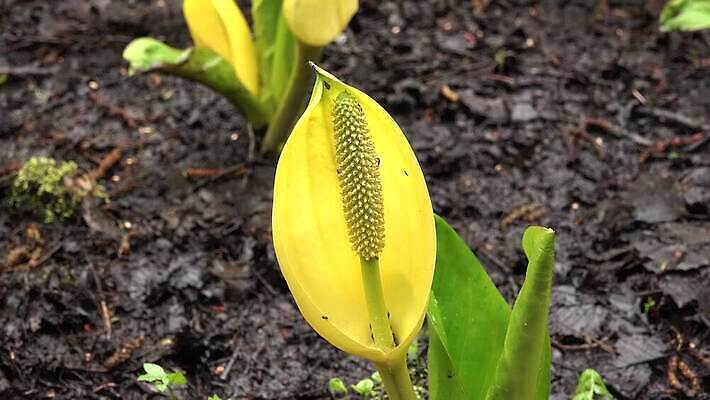 식물 꽃 컬러 자연 잉글랜드 사람없음 초록색 물 노란색 봄 젖음 습지 양배추 냄새 변소 서쪽 워싱턴 4K MP4 해외동영상 클립영상 자연요소 계절 채소 영국 미국 방향 생태계 동영상 파일형식