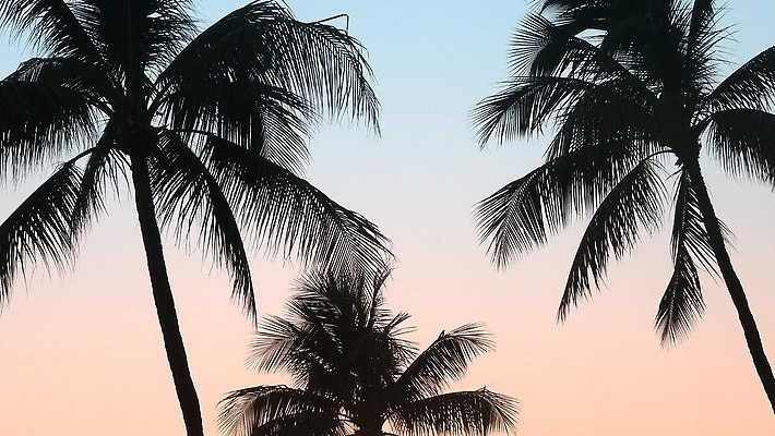 나무 실루엣 바다 섬 여행 백그라운드 태국 하늘 휴가 휴식 열대 손바닥 사람없음 여름 태양 평화 일출 침묵 고요 황혼 일몰 낭만 수확 전원 저녁 탈출 향수 휴양지 복고 하와이 캘리포니아 마이애미 이국적 파라다이스 필터 스타일 플로리다 효과 4K MOV 해외동영상 클립영상 자연요소 식물 손 계절 아시아 컨셉 농업 촬영기법 노을 미국 소리 화장품 장소 전기에너지 야간 동영상 파일형식