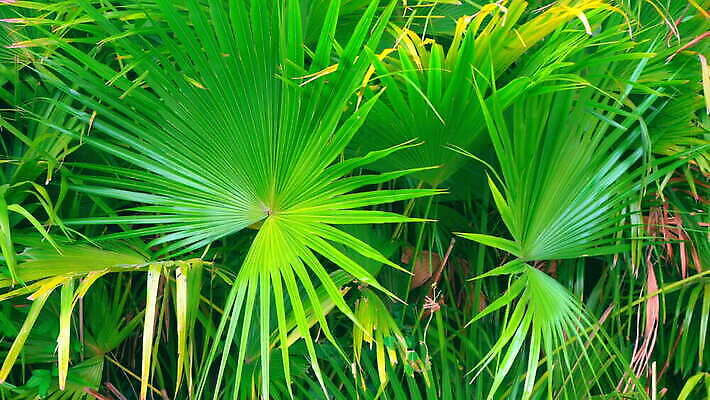 나무 식물 잎 꽃무늬 패턴 자연 추상 프레임 손바닥 미술 사람없음 초록색 야자수 봄 뜨거움 숲 인쇄 열대우림 휴양지 질감 하와이 이국적 하와이인 4K MOV 해외동영상 클립영상 외국인 손 계절 꽃 컬러 무늬 문화예술 미국 장소 생태계 동영상 파일형식