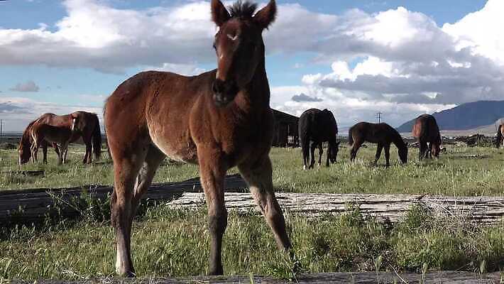 동물 백그라운드 밭 포유류 자연 사람없음 야외 초록색 농장 갈색 목장 시골 승마 군중 방목 방목장 4K MP4 해외동영상 클립영상 스포츠 컬러 농업 사람 축산업 생태계 동영상 파일형식
