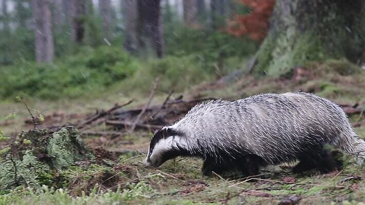 나무 동물 한마리 1 유럽 야생동물 새끼 백그라운드 포유류 자연 날씨 털 성인 사람없음 야외 목재 초록색 머리 검은색 줄무늬 회색 흰색 황무지 치아 숲 사냥 육식동물 서식지 내추럴 동물상 폭설 유라시아 MP4 해외동영상 클립영상 식물 나라 아시아 컬러 무늬 재료 눈_날씨 사람 신체부위 조형물 소화기관 자연재해 생태계 동영상 파일형식