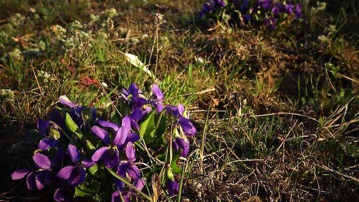 식물 꽃 백그라운드 꽃무늬 자연 사람없음 야외 초록색 정원 보라색 봄 벚꽃 신선 내추럴 비올라 세르비아 4K MP4 해외동영상 클립영상 계절 컬러 무늬 생태계 동영상 파일형식 찰현악기