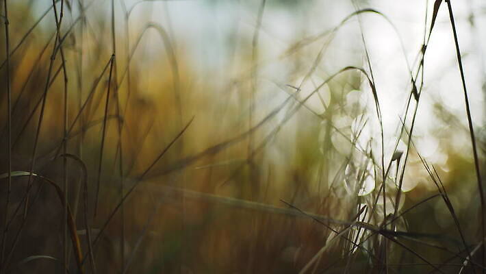 계절 호수 백그라운드 패턴 자연 바람 풍경 사람없음 야외 물 빛 햇빛 태양 반사 노란색 환경 맑음 가을 소프트포커스 보케 노려봄 광 잔물결 4K MOV 해외동영상 클립영상 자연요소 물결 컬러 무늬 날씨 촬영기법 표정 생태계 동영상 파일형식