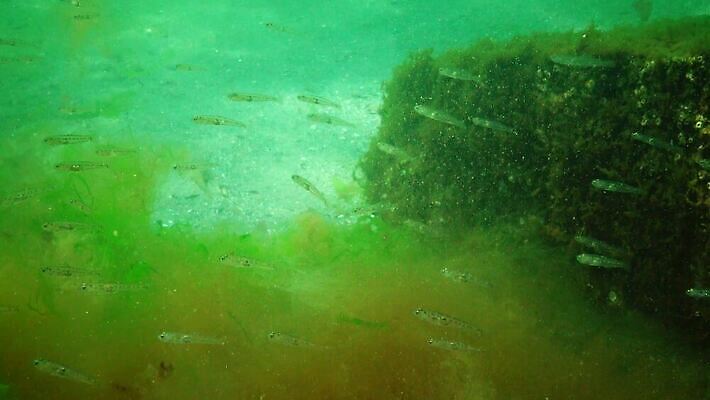 식물 바다 포유류 자연 낚시 종류 어류 사람없음 물 세계 환경 바닷속 수중 수중동물 생태계 생물학 낚시꾼 생태학 소금물 해병대 4K 수중영상 MP4 해외동영상 클립영상 자연요소 동물 교육 레저 군대 동영상 파일형식