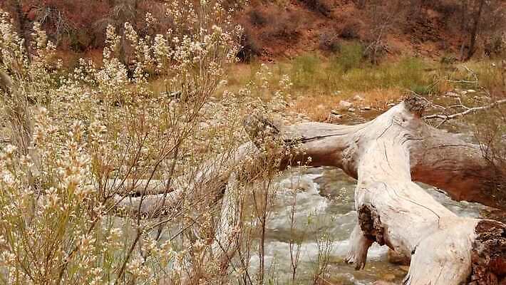 나무 여행 겨울 국립공원 사람없음 빨간색 강 골짜기 미국 외계인 안개 개울 분위기 떨어짐 땅 인도인 환경보전 사암 진홍색 애리조나 시온산 4K MP4 해외동영상 클립영상 외국인 식물 계절 공원 컬러 컨셉 북아메리카 자연 날씨 동양인 미확인물체 돌_바위 사회이슈 동영상 파일형식