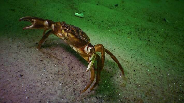 식물 바다 과학 절지류 자연 새우 갑각류 풍경 사람없음 물 환경 바닷속 수중 게 가재 생태계 생물학 암 동물상 발톱 생태학 소금물 4K 수중영상 MP4 해외동영상 클립영상 자연요소 동물 교육 발 조형물 질병 동영상 파일형식