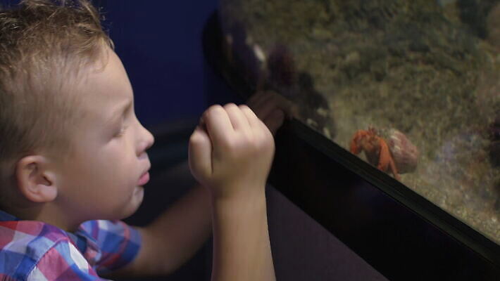 동물 야생동물 바다 동물원 갑각류 어류 소년 사람없음 물 금발 수중 게 스페인 작음 지루함 생물학 수족관 동물상 발렌시아 4K MOV 해외동영상 클립영상 자연요소 헤어스타일 교육 남자 감정 유럽 어린이 조형물 수중동물 크기 동영상 파일형식